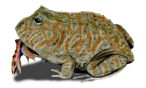 Beelzebufo ampinga (Nobu Tamura)