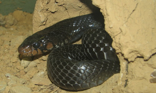 Eastern Indigo Snake (Trisha Shears)
