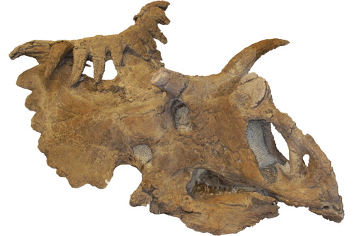 Kosmoceratops richardsoni