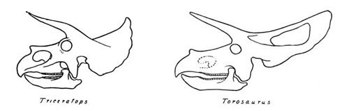 Triceratops vs. Torosaurus