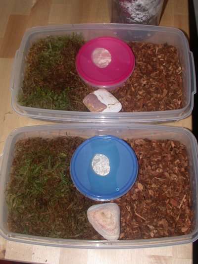 Temporary cages for Southern Ring-necked Snakes